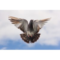 Gratis Natuur en Spirit advies